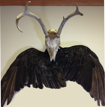 Deer skull and hawk's wings