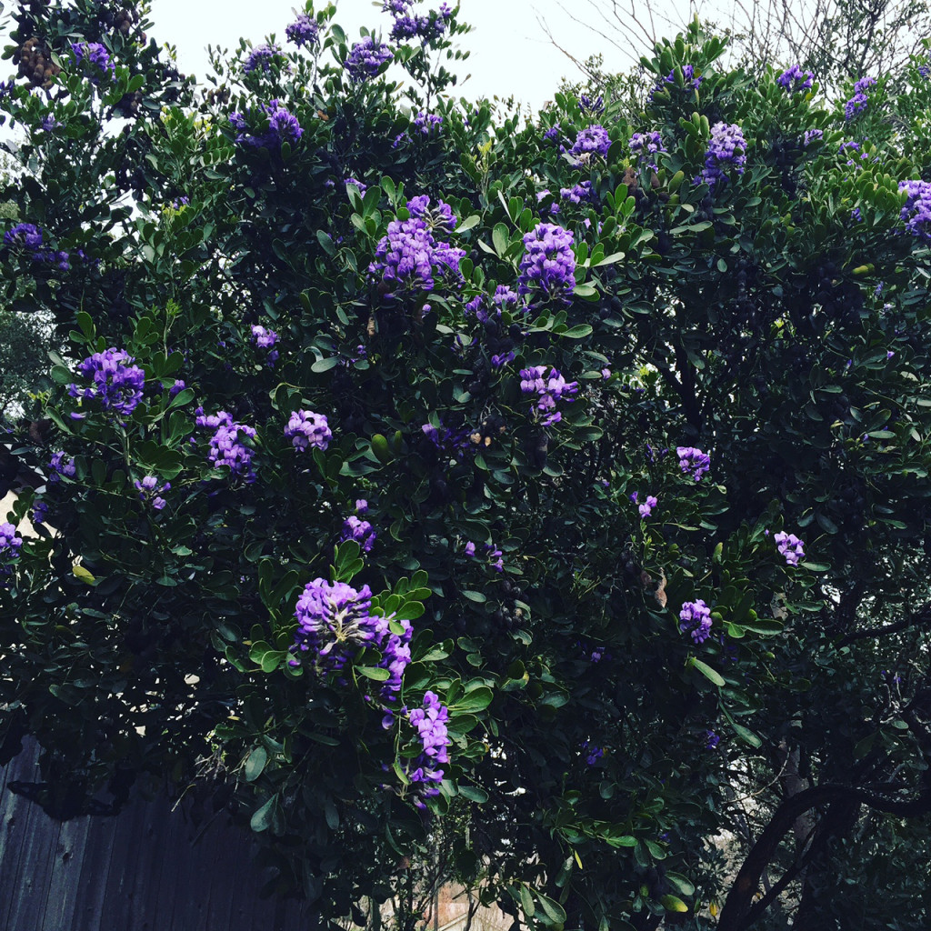 Texas Mountain Laurel - scratch and sniff :)