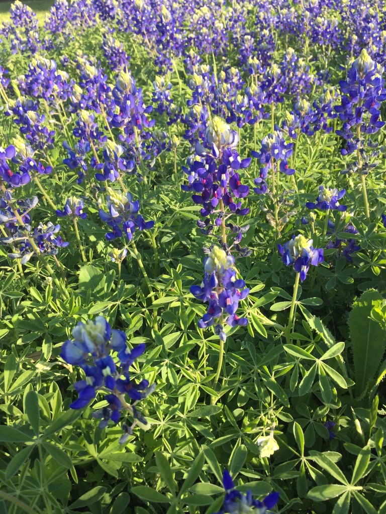 Bluebonnets on Willow City Loop